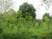 Kapur planted in ex cocoa area